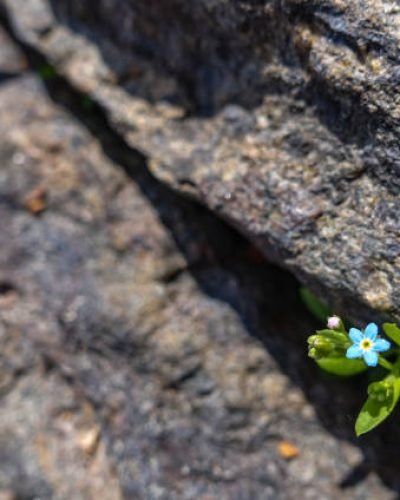 tiny blue flower growing out of a crack in a rock