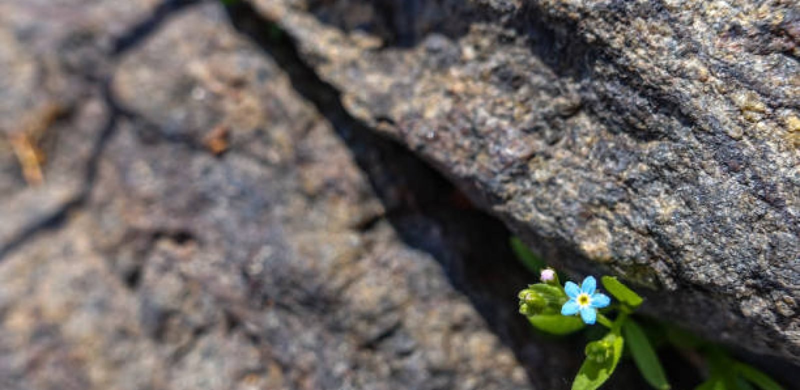 tiny blue flower growing out of a crack in a rock
