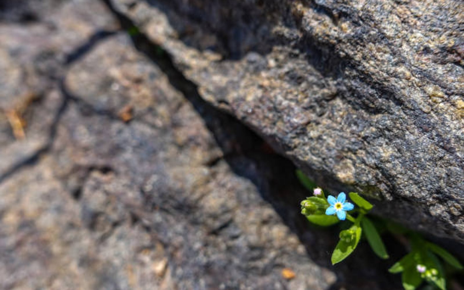 tiny blue flower growing out of a crack in a rock