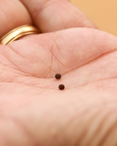 Mustard seeds held in the palm of hand