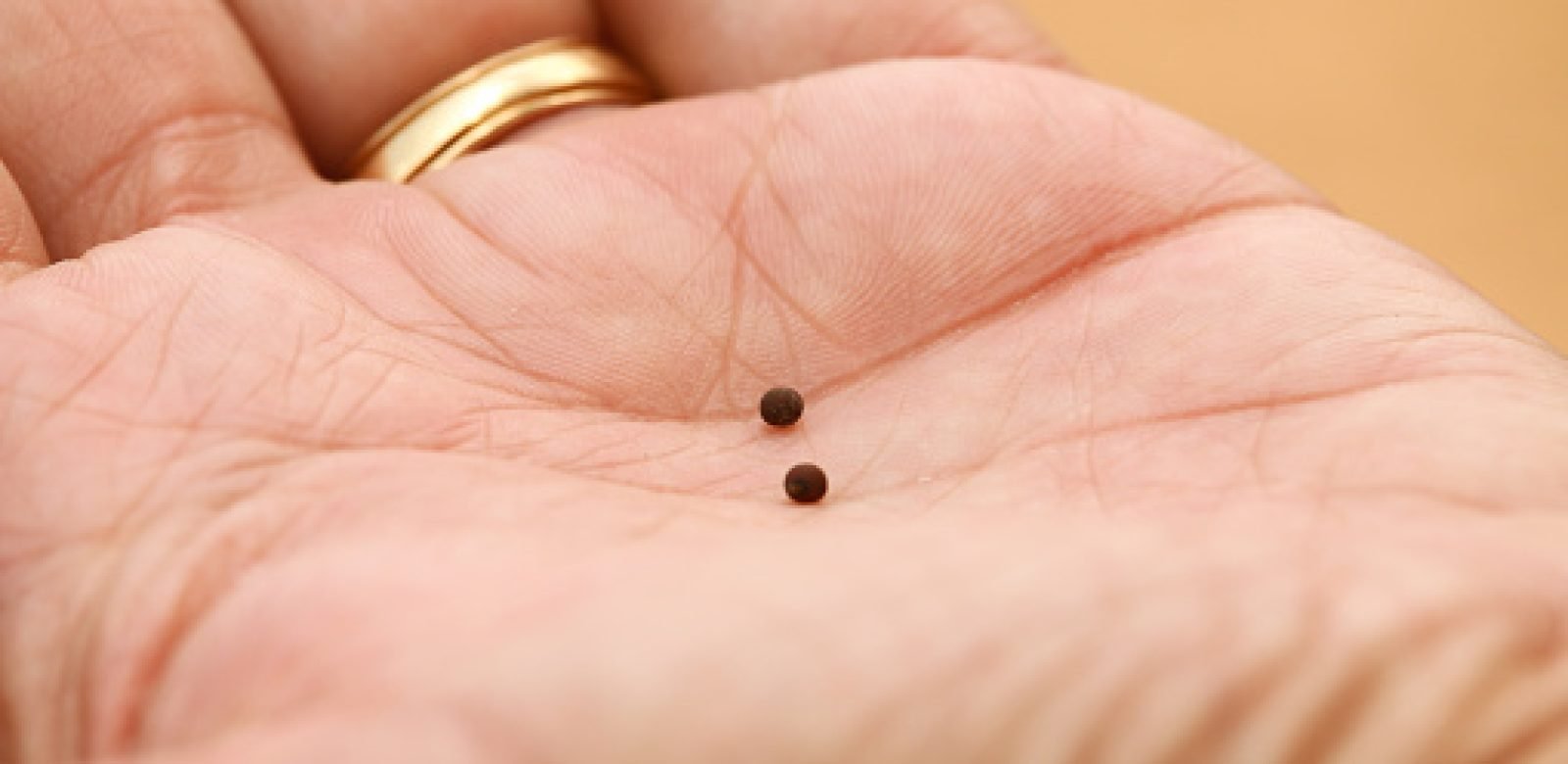 Mustard seeds held in the palm of hand