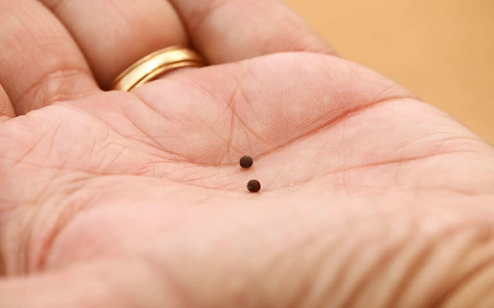 Mustard seeds held in the palm of hand