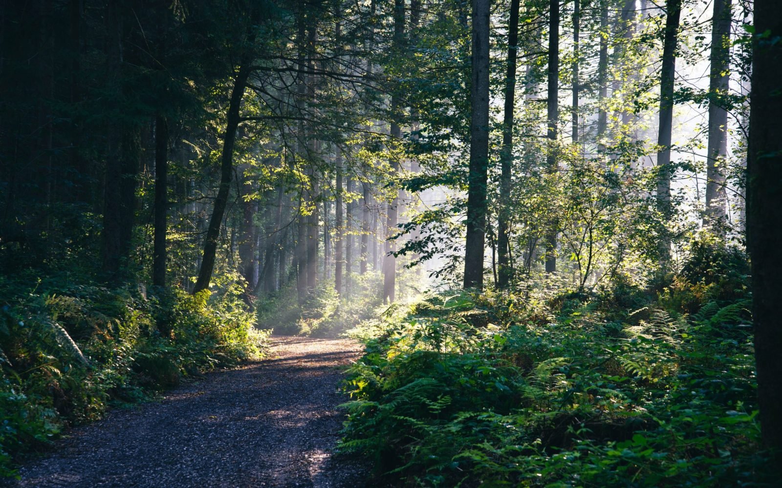 pexels-nejc-kosir-108379-18078097